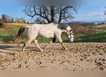 Lipizzaner, Ruin, 8 Jaar, 155 cm, Schimmel