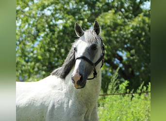 Lipizzaner, Ruin, 8 Jaar, 155 cm, Schimmel