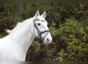Lipizzaner, Ruin, 8 Jaar, 158 cm, Schimmel