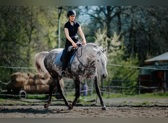 Lipizzaner, Ruin, 8 Jaar, 160 cm, Schimmel
