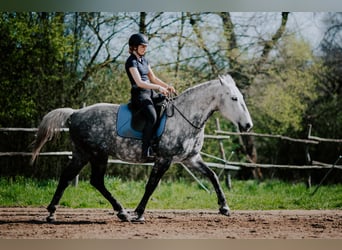 Lipizzaner, Ruin, 8 Jaar, 160 cm, Schimmel