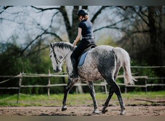 Lipizzaner, Ruin, 8 Jaar, 160 cm, Schimmel