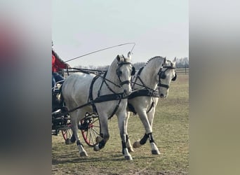 Lipizzaner, Ruin, 8 Jaar, 163 cm, Schimmel