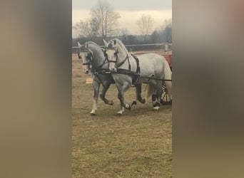 Lipizzaner, Ruin, 8 Jaar, 163 cm, Schimmel