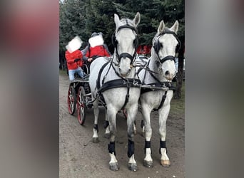 Lipizzaner, Ruin, 8 Jaar, 163 cm, Schimmel