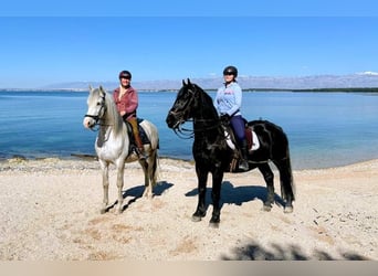 Lipizzaner Mix, Ruin, 8 Jaar, 163 cm, Zwart