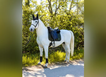 Lipizzaner, Ruin, 8 Jaar, 164 cm, Schimmel