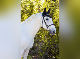 Lipizzaner, Ruin, 8 Jaar, 164 cm, Schimmel