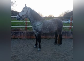 Lipizzaner Mix, Ruin, 9 Jaar, 147 cm, Appelschimmel