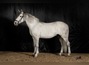 Lipizzaner, Ruin, 9 Jaar, 157 cm, Schimmel