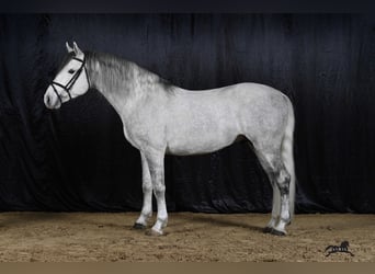 Lipizzaner, Ruin, 9 Jaar, 157 cm, Schimmel