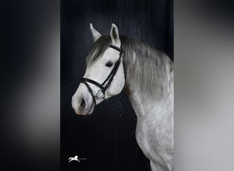 Lipizzaner, Ruin, 9 Jaar, 157 cm, Schimmel