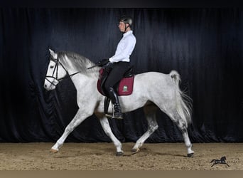 Lipizzaner, Ruin, 9 Jaar, 157 cm, Schimmel