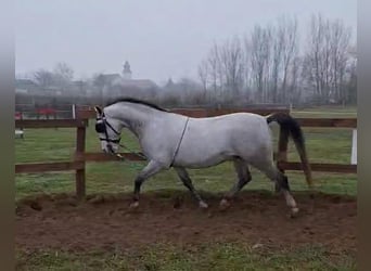 Lipizzaner, Ruin, 9 Jaar, 157 cm, Schimmel