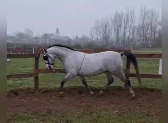 Lipizzaner, Ruin, 9 Jaar, 157 cm, Wit