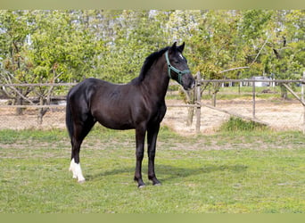 Lipizzaner, Stallion, 1 year, 14.2 hh, Black
