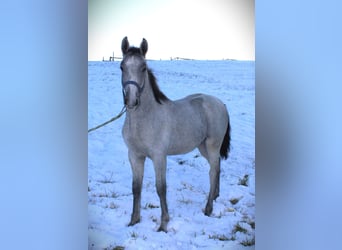 Lipizzaner, Stallion, 1 year, 15.1 hh, Gray