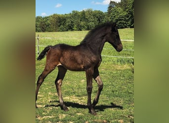 Lipizzaner, Stallion, 1 year, 15,2 hh, Gray