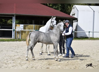 Lipizzaner, Stallion, 1 year, 15.2 hh, Gray