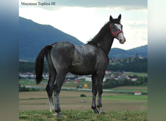 Lipizzaner, Stallion, 1 year, 15.2 hh, Grey-Dapple
