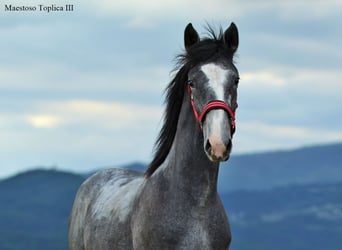 Lipizzaner, Stallion, 1 year, 15.2 hh, Grey-Dapple