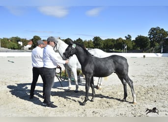 Lipizzaner, Stallion, 1 year, 15.2 hh, Grey