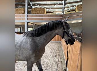 Lipizzaner, Stallion, 2 years, 14.2 hh, Grey-Dark-Tan