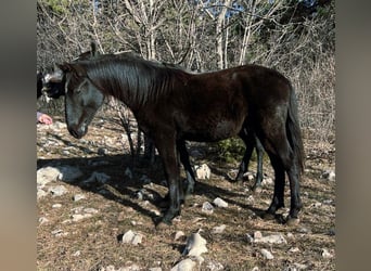 Lipizzaner, Stallion, 2 years, 14.3 hh, Black