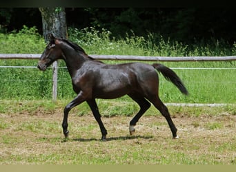 Lipizzaner, Stallion, 2 years, 15.1 hh, Gray