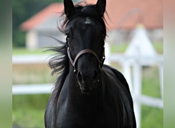 Lipizzaner, Stallion, 2 years, 15.2 hh, Black