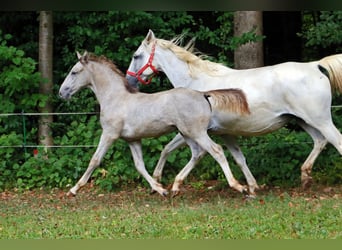 Lipizzaner, Stallion, 2 years, 15.2 hh, Gray