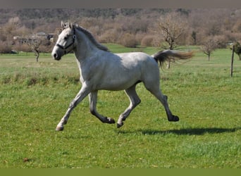 Lipizzaner, Stallion, 2 years, 15 hh, Gray