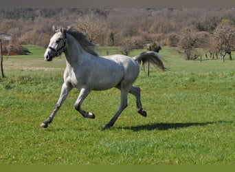 Lipizzaner, Stallion, 2 years, 15 hh, Gray