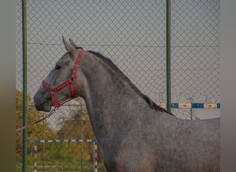 Lipizzaner, Stallion, 3 years, 15.2 hh, Gray