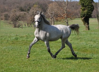 Lipizzaner, Stallion, 3 years, 15 hh, Grey