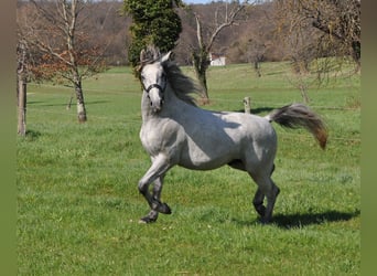 Lipizzaner, Stallion, 3 years, 15 hh, Grey