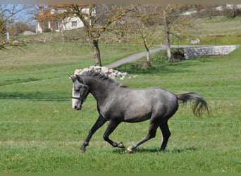 Lipizzaner, Stallion, 3 years, 15 hh, Grey-Dapple