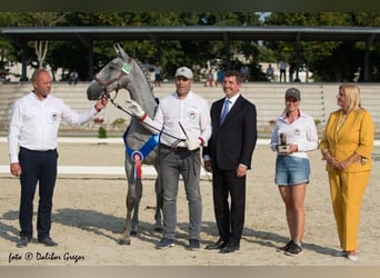 Lipizzaner, Stallion, 3 years, 15,2 hh, Grey