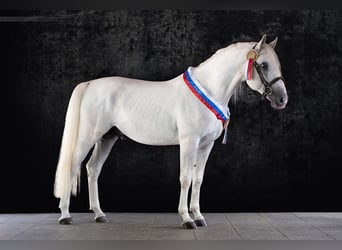 Lipizzaner, Stallion, 4 years, 15.2 hh, Gray