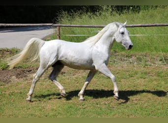Lipizzaner, Stallion, 4 years, 15.2 hh, Gray