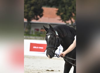 Lipizzaner, Stallion, 4 years, 15.3 hh, Bay-Dark Lipizzaner, Stallion, 4 years, 15.3 hh, Bay-Dark