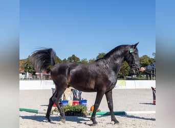 Lipizzaner, Stallion, 4 years, Black