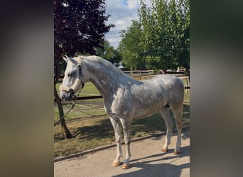 Lipizzaner, Stallion, 5 years, 14.1 hh, Grey