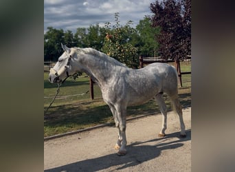 Lipizzaner, Stallion, 5 years, 14.1 hh, Grey