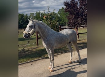 Lipizzaner, Stallion, 5 years, 14.1 hh, Grey