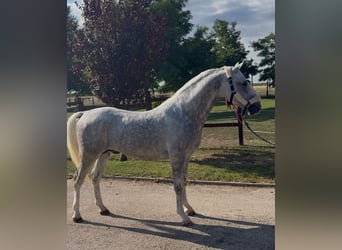 Lipizzaner, Stallion, 5 years, 14.1 hh, Grey