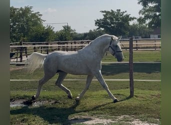 Lipizzaner, Stallion, 5 years, 14.1 hh, Grey