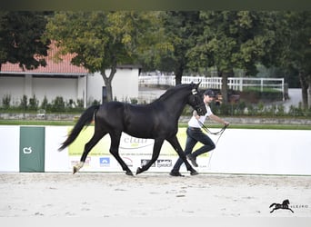 Lipizzaner, Stallion, 5 years, 15.3 hh, Bay-Dark