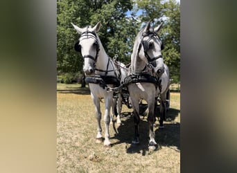 Lipizzaner, Stallion, 6 years, 16 hh, Grey
