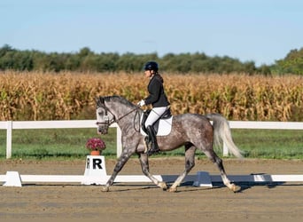 Lipizzaner, Stallion, 7 years, 16 hh, Gray